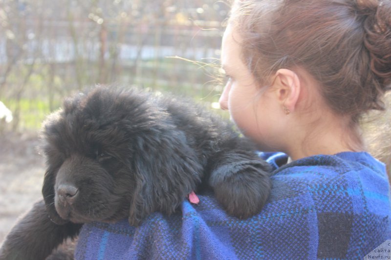 Фото: ньюфаундленд Perseja is Antagrada (Персея из Антаграда)