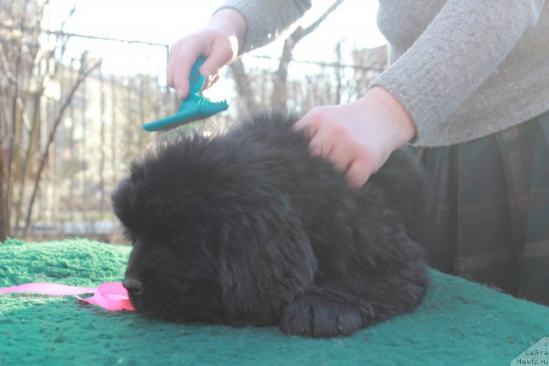 Фото: ньюфаундленд Perseja is Antagrada (Персея из Антаграда)