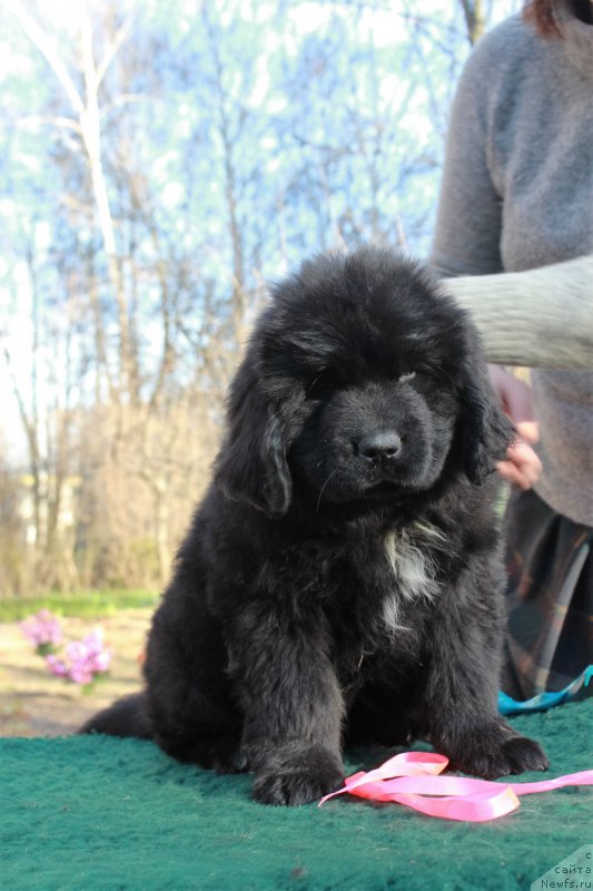 Фотография № 205415