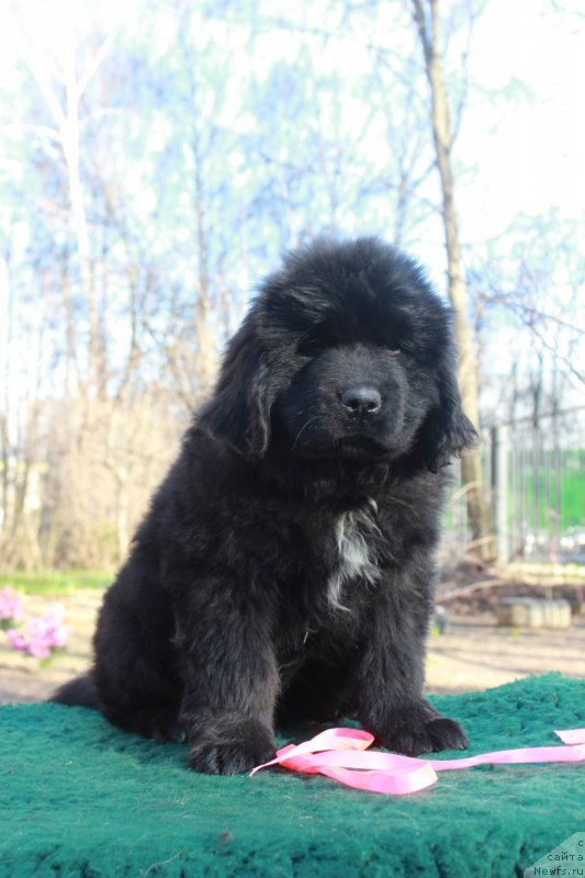 Фотография № 205416