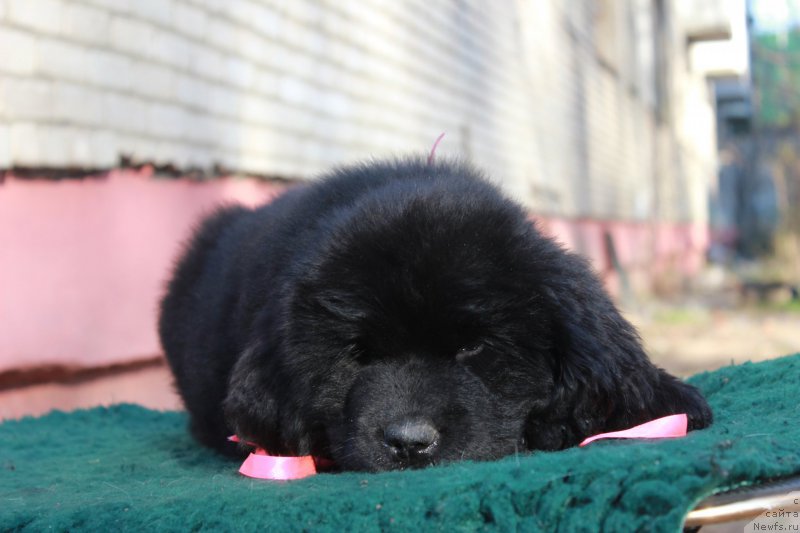 Фото: ньюфаундленд Perseja is Antagrada (Персея из Антаграда)