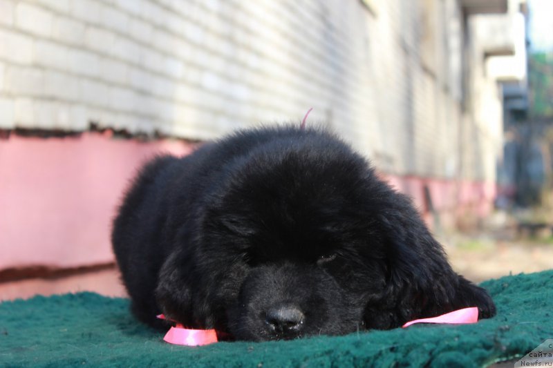 Фото: ньюфаундленд Perseja is Antagrada (Персея из Антаграда)