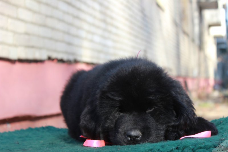 Фото: ньюфаундленд Perseja is Antagrada (Персея из Антаграда)