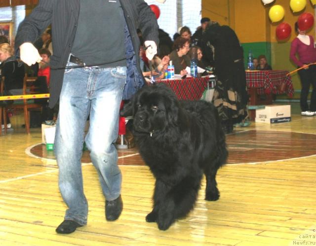 Фото: ньюфаундленд Aksess Denayd Top Sikret (Аксесс Денайд Топ Сикрет)