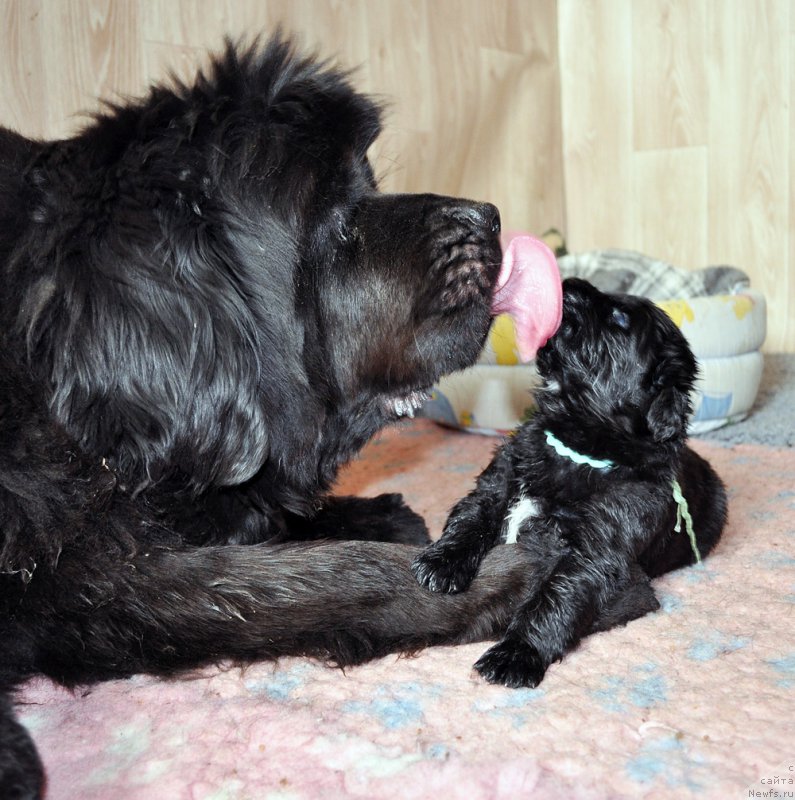 Фотография № 205421