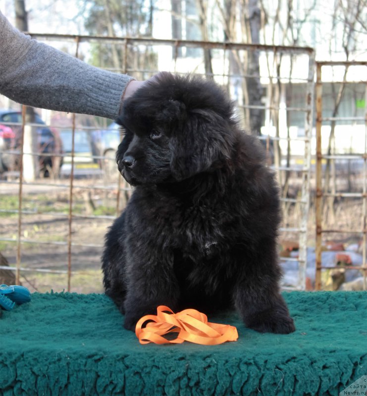 Фото: ньюфаундленд Pomona is Antagrada (Помона из Антаграда)