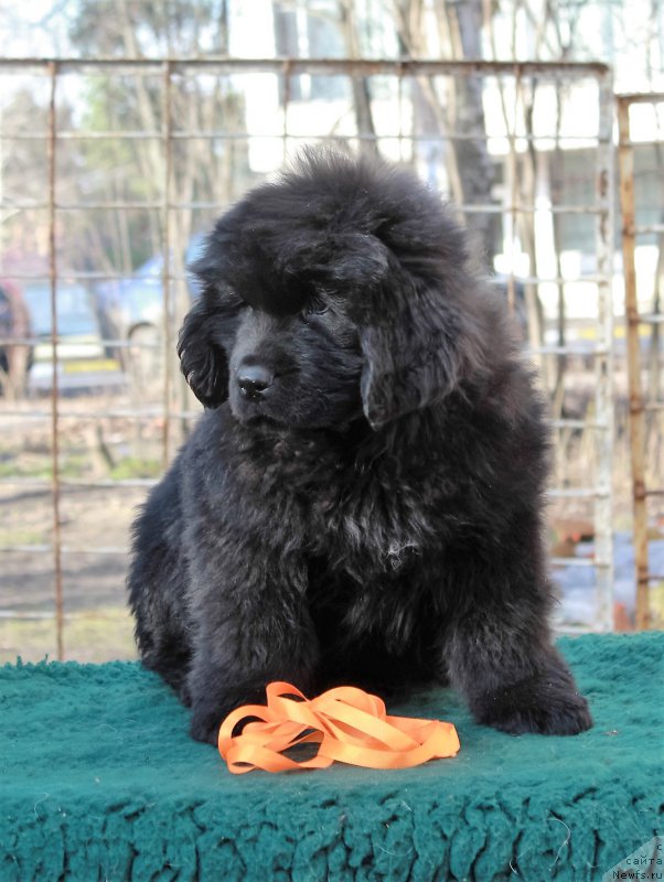 Фото: ньюфаундленд Pomona is Antagrada (Помона из Антаграда)