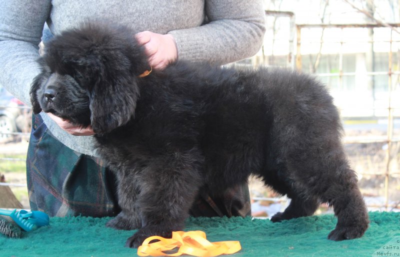 Фото: ньюфаундленд Pomona is Antagrada (Помона из Антаграда)