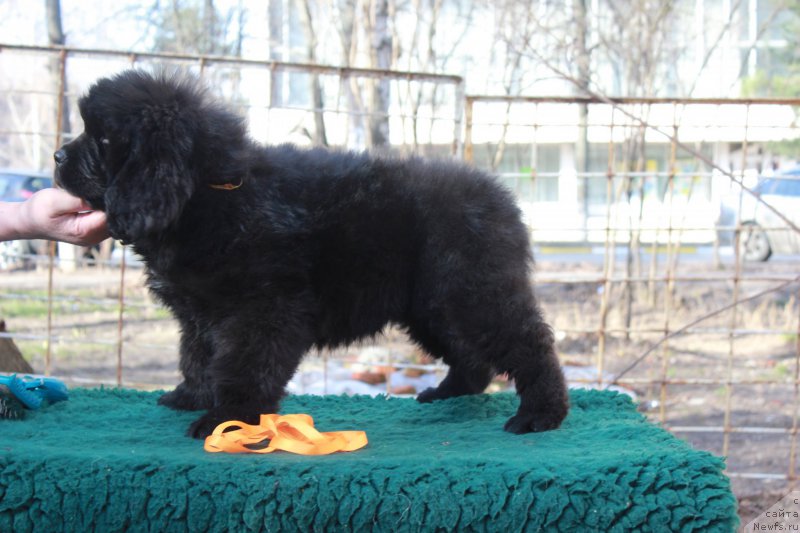 Фото: ньюфаундленд Pomona is Antagrada (Помона из Антаграда)