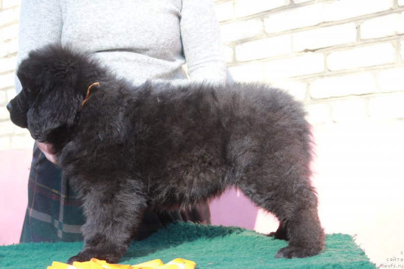 Фотография № 205426