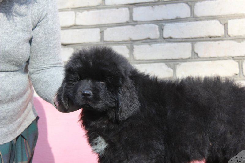 Фото: ньюфаундленд Pomona is Antagrada (Помона из Антаграда)