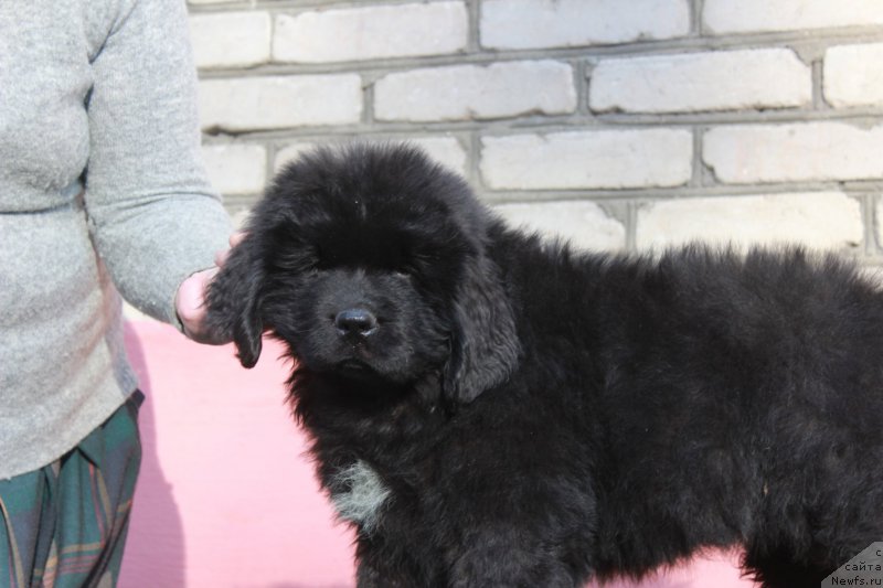 Фото: ньюфаундленд Pomona is Antagrada (Помона из Антаграда)