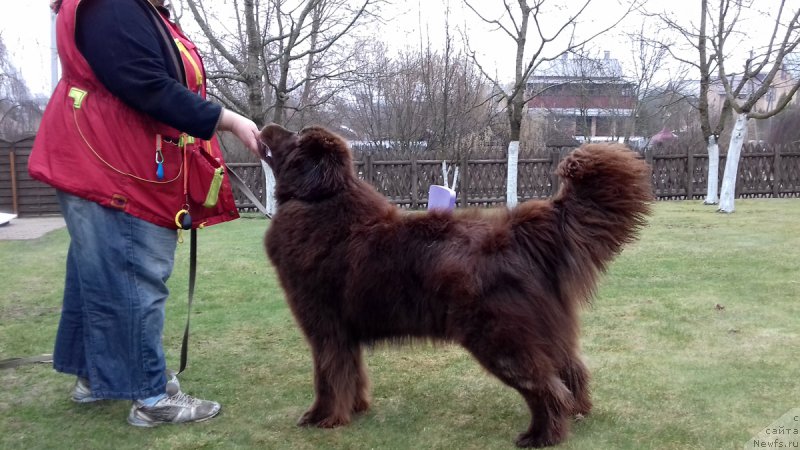 Фото: ньюфаундленд Paris Braun YEleron (Парис Браун Элерон)