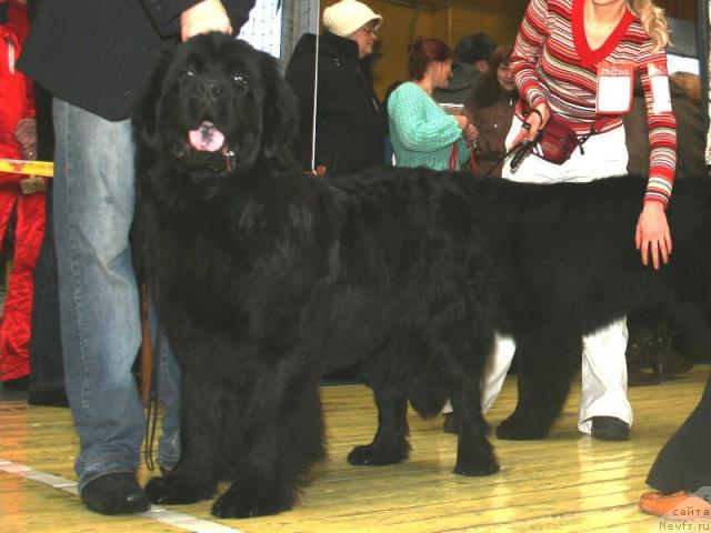 Фото: ньюфаундленд Aksess Denayd Top Sikret (Аксесс Денайд Топ Сикрет)