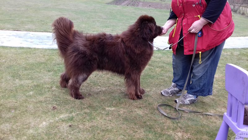 Фото: ньюфаундленд Paris Braun YEleron (Парис Браун Элерон)