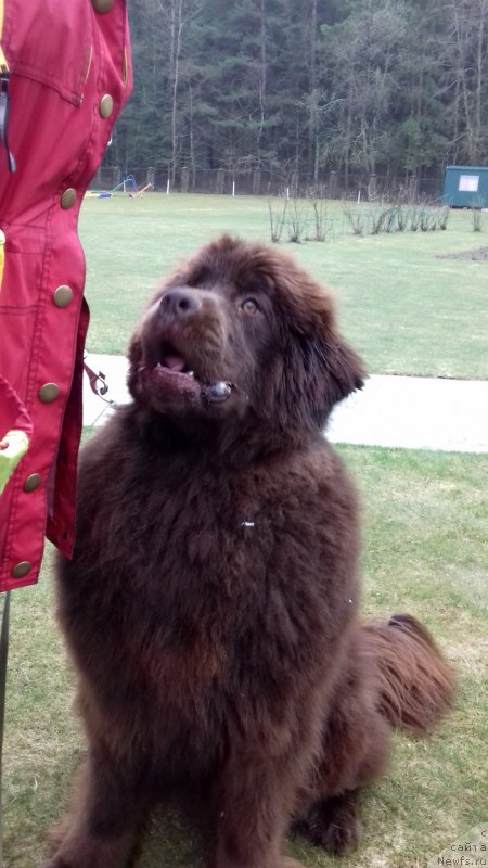 Фото: ньюфаундленд Paris Braun YEleron (Парис Браун Элерон)