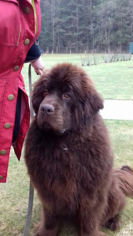 Фото: ньюфаундленд Paris Braun YEleron (Парис Браун Элерон)