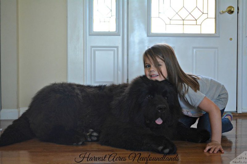 Фото: ньюфаундленд Flyufi Avalanch Zigmunt (Флюфи Аваланч Зигмунт)