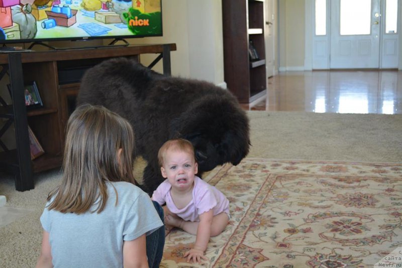 Фото: ньюфаундленд Flyufi Avalanch Zigmunt (Флюфи Аваланч Зигмунт)