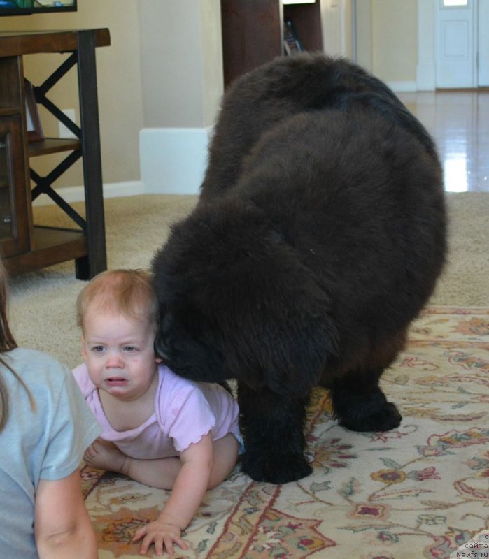 Фото: ньюфаундленд Flyufi Avalanch Zigmunt (Флюфи Аваланч Зигмунт)