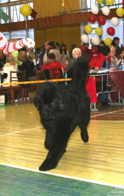 Фото: ньюфаундленд Arabika Blyek YEkstra (Арабика Блэк Экстра)
