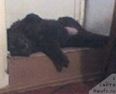 Фото: ньюфаундленд Ul'rika Snou Kvin (Ульрика Сноу Квин)