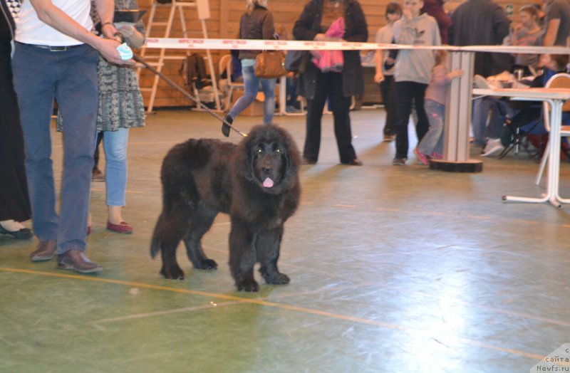 Фотография № 205442