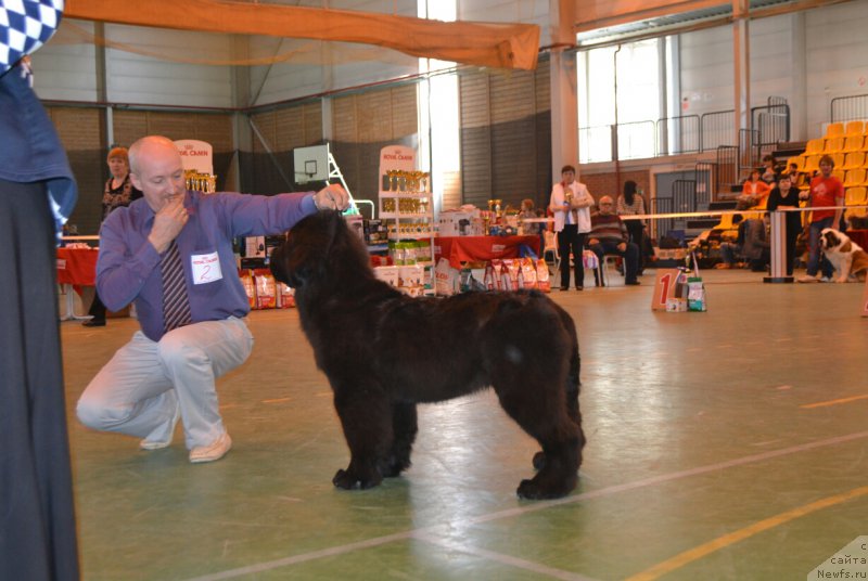 Фото: ньюфаундленд Nikita Bogatyr Imperii (Никита Богатырь Империи)