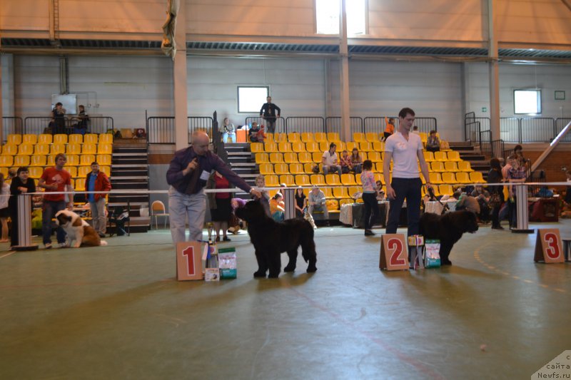 Фото: ньюфаундленд Nikita Bogatyr Imperii (Никита Богатырь Империи)