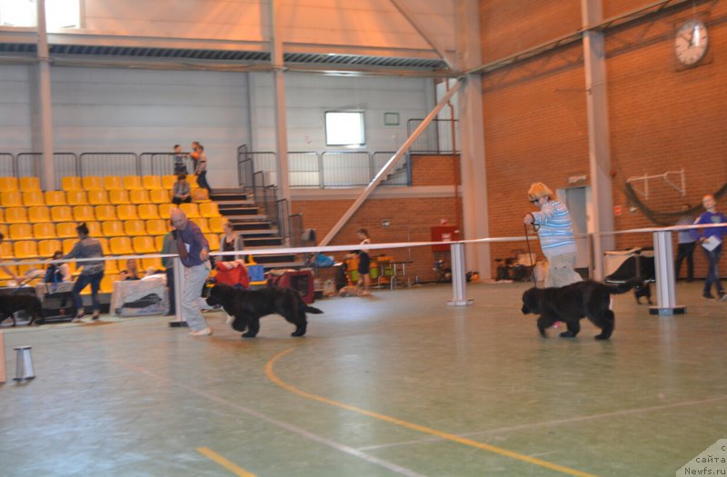 Фото: ньюфаундленд Nikita Bogatyr Imperii (Никита Богатырь Империи), Гран-При Тольятти Спарта