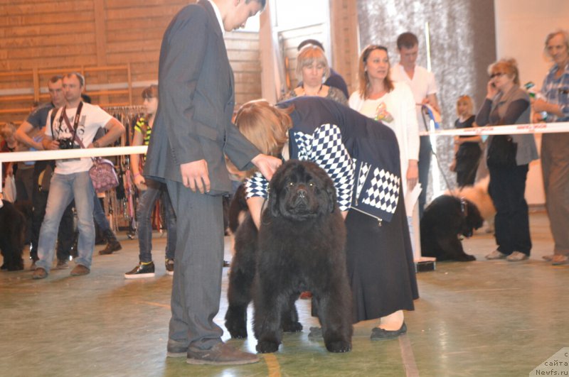 Фото: ньюфаундленд Aquatoriya Kelvin Eseniya (Акватория Келвин Есения)