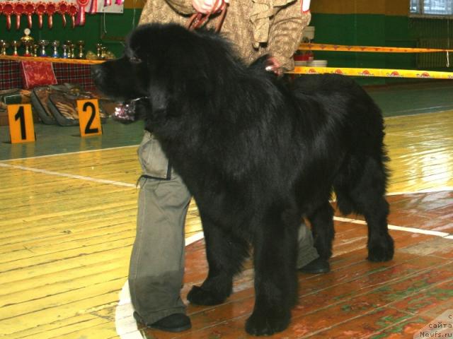 Фото: ньюфаундленд Apriori Balu Royal Stayl (Априори Балу Роял Стайл)