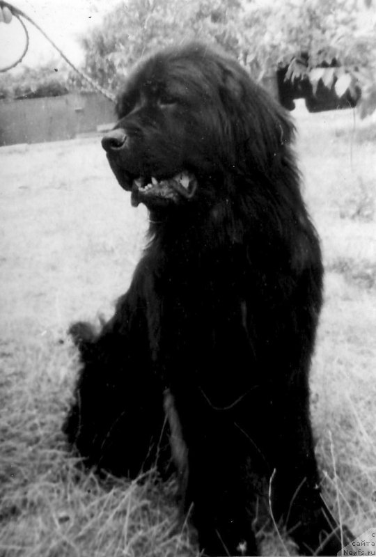 Фото: ньюфаундленд Atrey (Атрей)