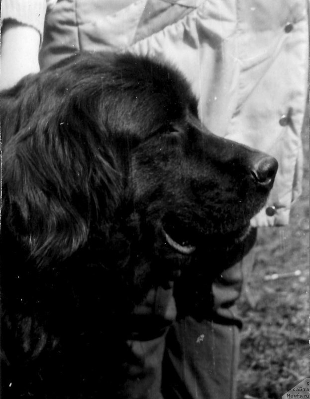 Фото: ньюфаундленд Del'fa Botsveyn (Дельфа Ботсвейн)