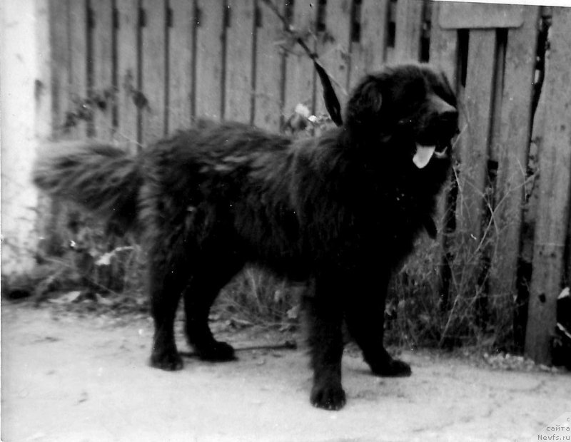 Фото: ньюфаундленд Yorgen Braun Kvil Botsveyn (Йорген Браун Квил Ботсвейн)