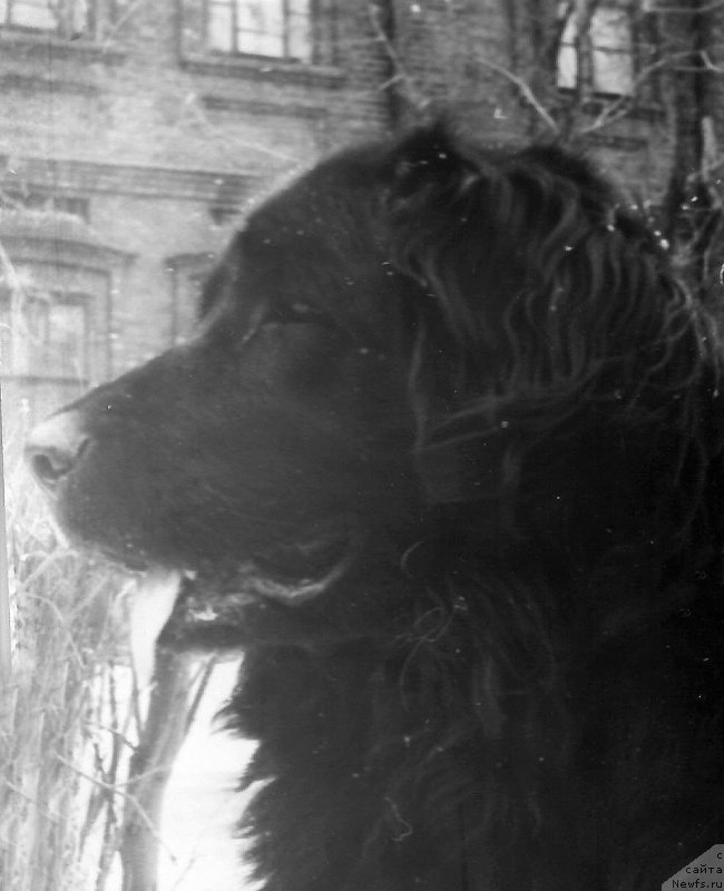 Фото: ньюфаундленд Redji (Реджи)