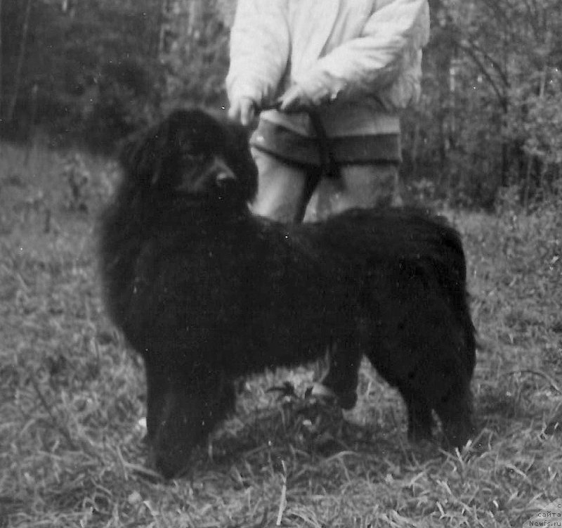 Фото: ньюфаундленд CHedjuda Botsveyn SHyeggi Hyeppines (Чеджуда Ботсвейн Шэгги Хэппинес)