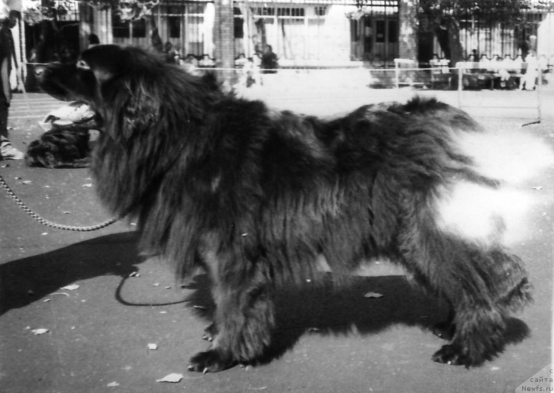 Фото: ньюфаундленд Gitgar Al'ta (Гитгар Альта)