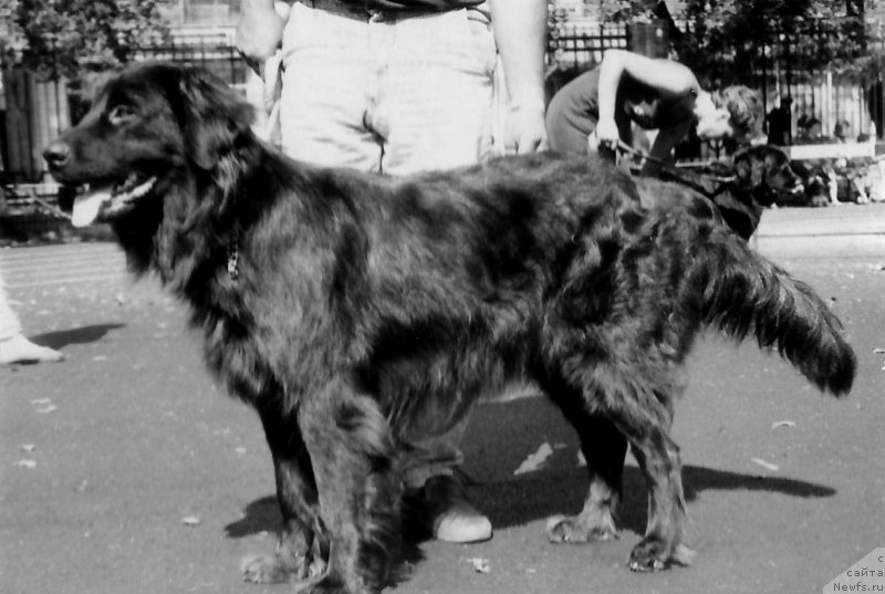 Фото: ньюфаундленд Arna Oblanov