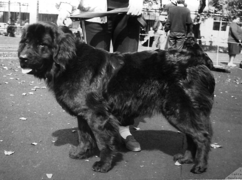 Фото: ньюфаундленд Berta (Берта)