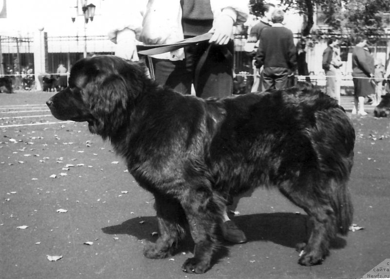 Фото: ньюфаундленд Berta (Берта)