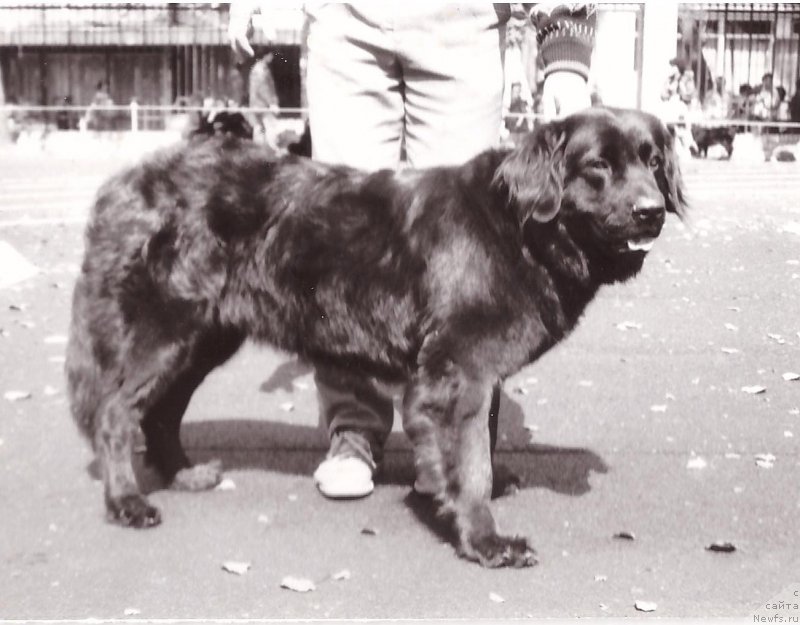 Фото: ньюфаундленд Djuna Ross (Джуна Росс)