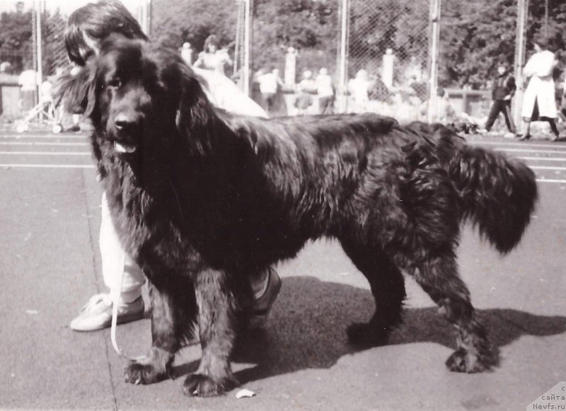 Фото: ньюфаундленд Z Elya (З Еля)