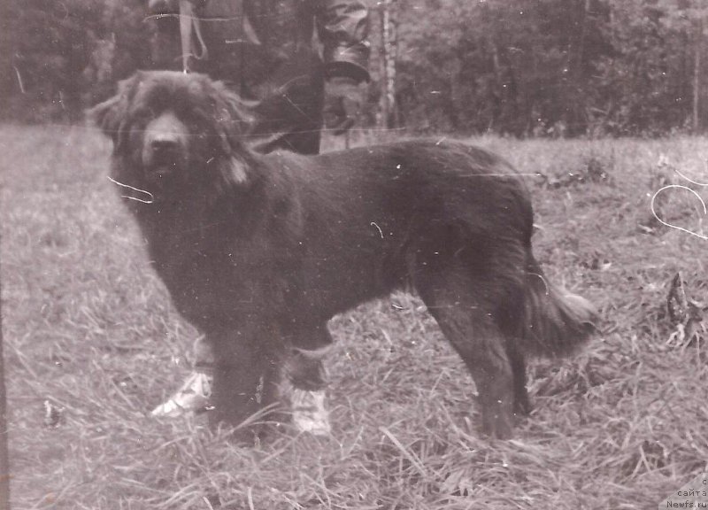 Фото: ньюфаундленд Kinli Botsveyn SHeggi Hyeppines (Кинли Ботсвейн Шегги Хэппинес)