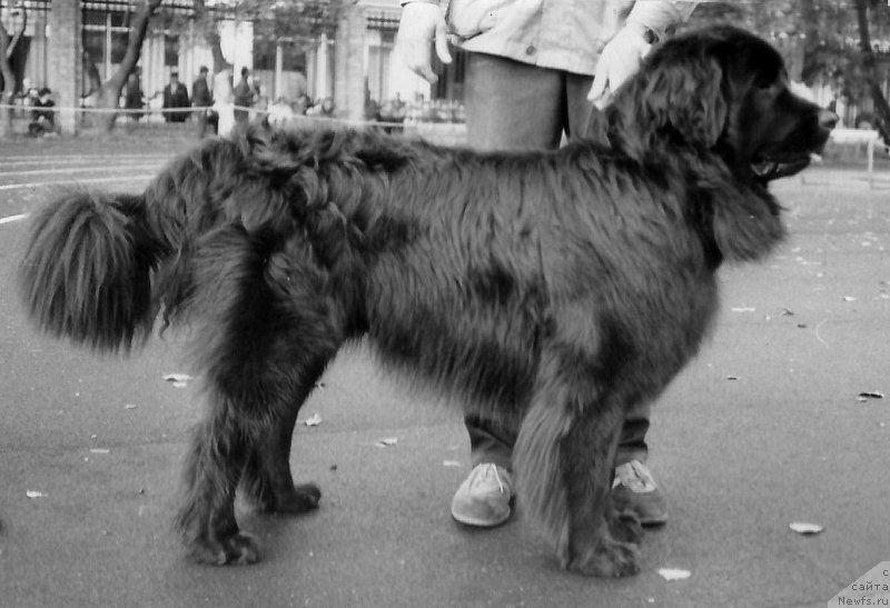 Фото: ньюфаундленд Negus Dyen Brayt (Негус Дэн Брайт)