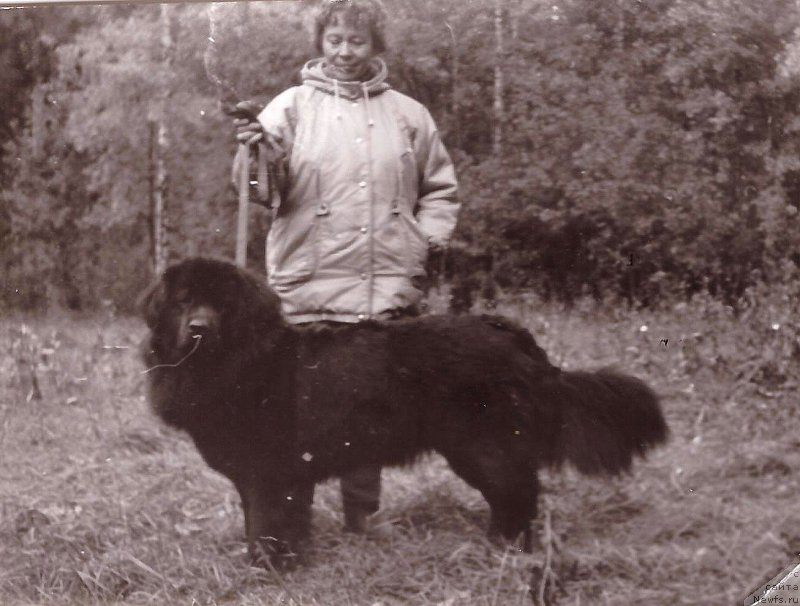 Фото: ньюфаундленд Centavriya Ulkris Botsveyn (Центаврия Улкрис Ботсвейн)