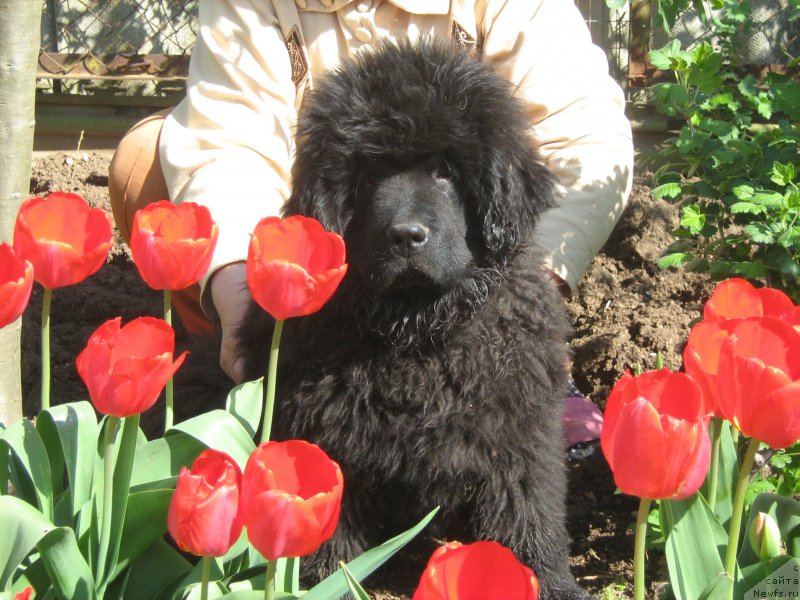 Фото: ньюфаундленд Zimniy Dar s Berega Dona (Зимний Дар с Берега Дона)