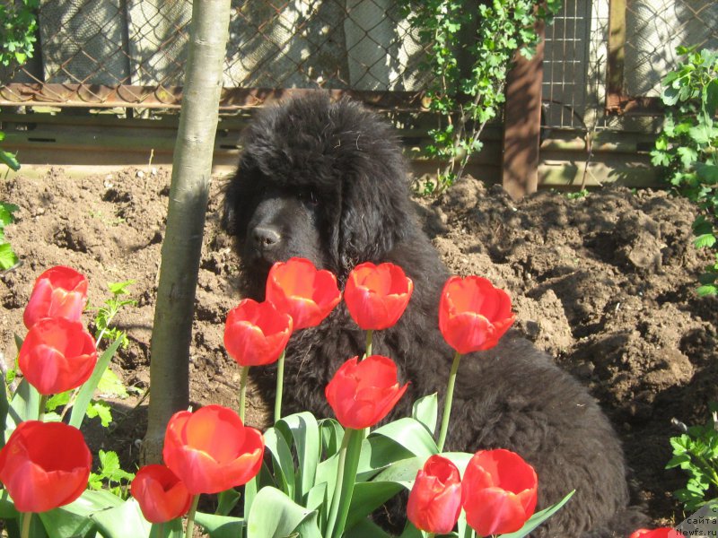 Фото: ньюфаундленд Zimniy Dar s Berega Dona (Зимний Дар с Берега Дона)