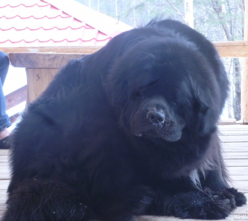 Фото: ньюфаундленд Na Grebne Volnyi Korolevskiy Syin (На Гребне Волны Королевский Сын)