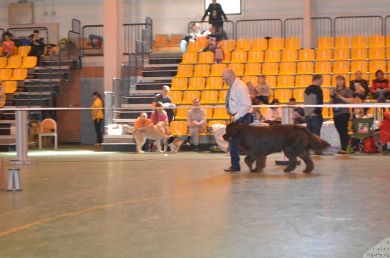 Фото: ньюфаундленд Vereskovyj Mjod s Berega Dona (Вересковый Мёд с Берега Дона)